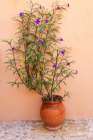 Greece, Crete, Akrotiri. Agia Triada (Holy Trinity) Monastery. Mexican petunia in a pot. Art Print